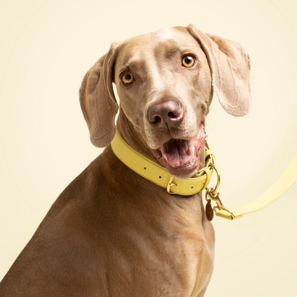Mellow Collar